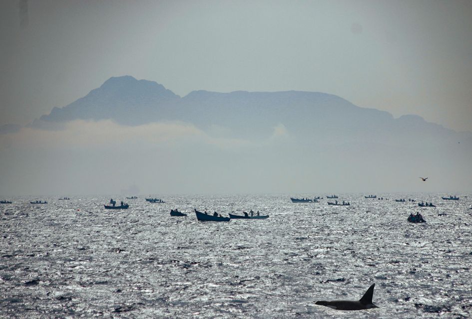 Tarifa: Whale & Dolphin Watching in the Strait of Gibraltar - Animal respect and the reason this feels more responsible