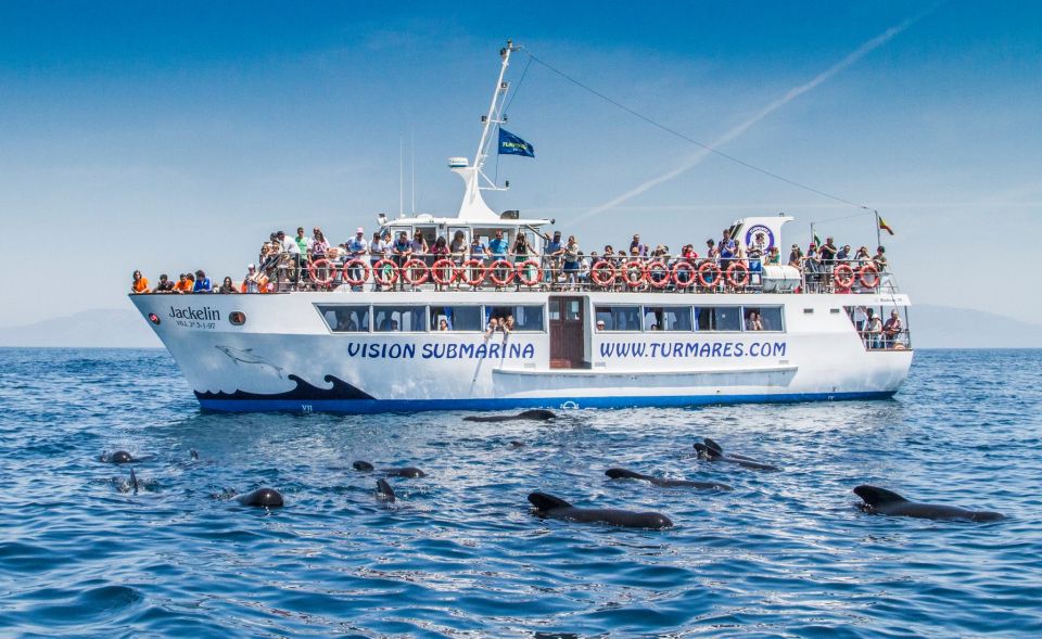 Tarifa: Whale & Dolphin Watching in the Strait of Gibraltar - Comfort on the Strait: what the boat ride feels like