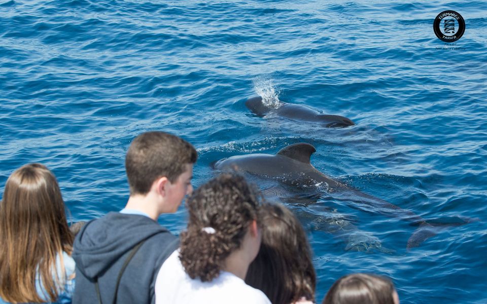 Tarifa: Whale & Dolphin Watching in the Strait of Gibraltar - Who should book this whale and dolphin cruise (and who might not)