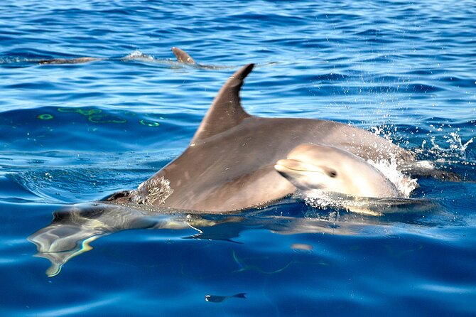 Tenerife 3-Hour Discover Whales and Dolphins - What the experience feels like on the boat (and who it suits best)