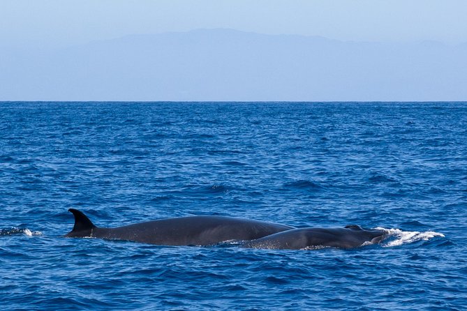 Tenerife 3-Hour Discover Whales and Dolphins - Price and value: what $70.68 includes (and why that matters)