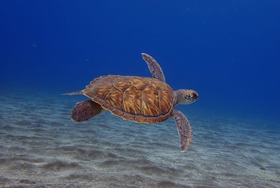 Tenerife: Abades Beach Beginner Diving Experience - Key things you’ll notice right away