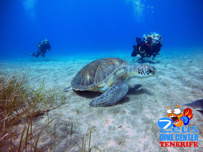 Tenerife: Abades Beach Beginner Diving Experience - Why Abades Beach works for your first scuba session