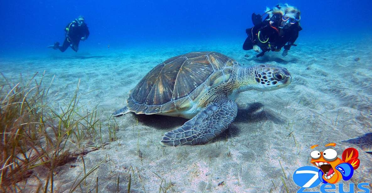 Tenerife: Abades Beach Beginner Diving Experience - Safety briefing: how you get confident before you go down