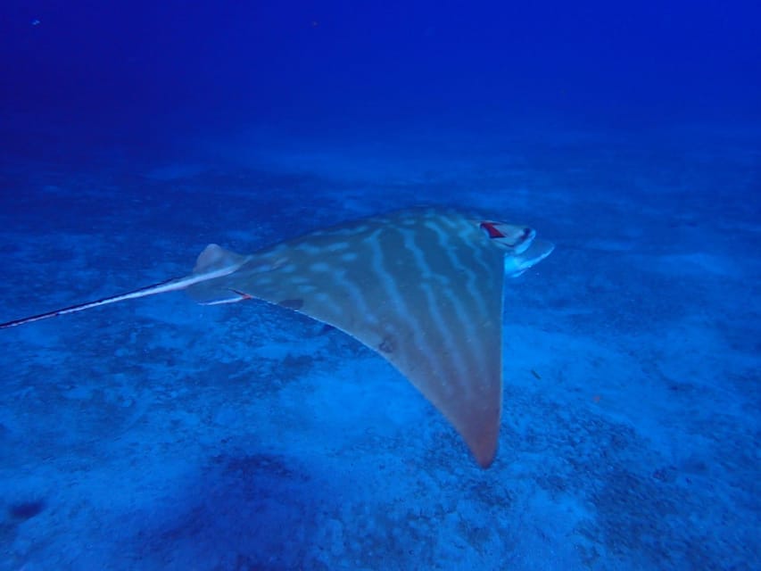 Tenerife: Abades Beach Beginner Diving Experience - The house reef route: octopus, turtles, and fish schools