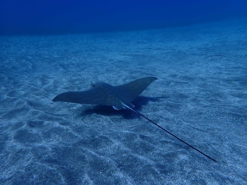 Tenerife: Abades Beach Beginner Diving Experience - Price and value: what $100 gets you (and what it doesn’t)