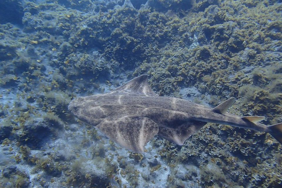Tenerife: Abades Beach Beginner Diving Experience - The 3-hour flow: from pickup to beach time
