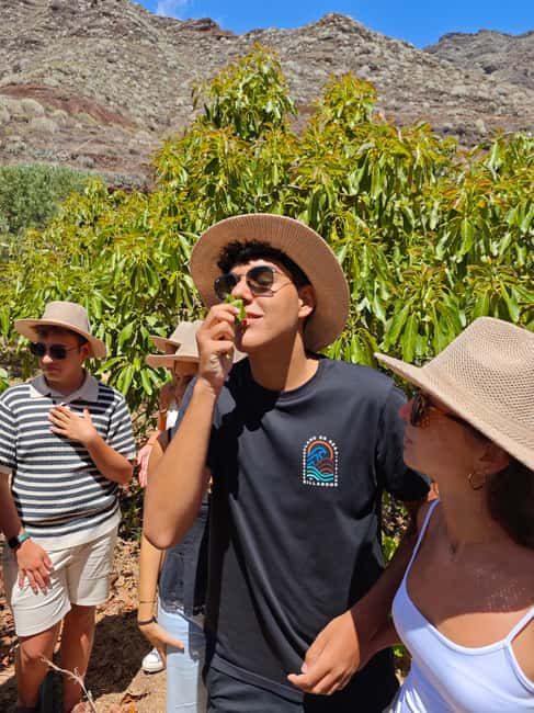 Tenerife: Avocado Farm Tour with Tasting Menu & Wine - Tahodio Valley Avocados: why this feels different from a quick farm stop