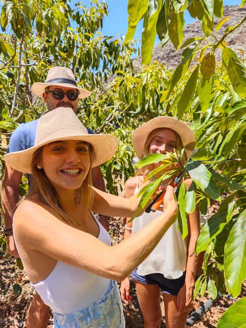 Tenerife: Avocado Farm Tour with Tasting Menu & Wine - The cultivation lesson: turning a fruit into a system