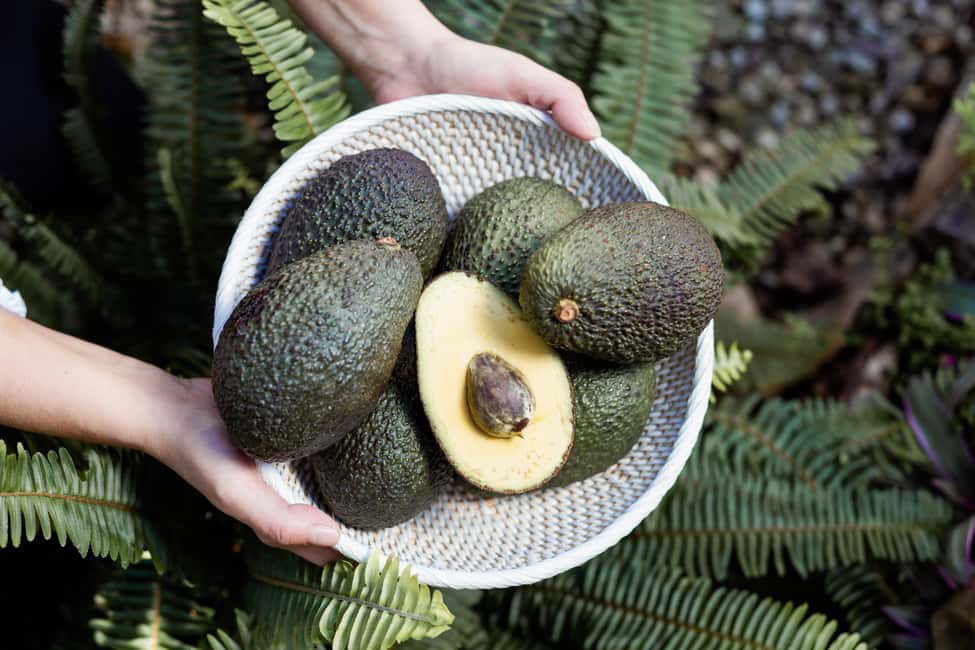 Tenerife: Avocado Farm Tour with Tasting Menu & Wine - Finding the estate near Santa Cruz: meeting point that’s easy to miss