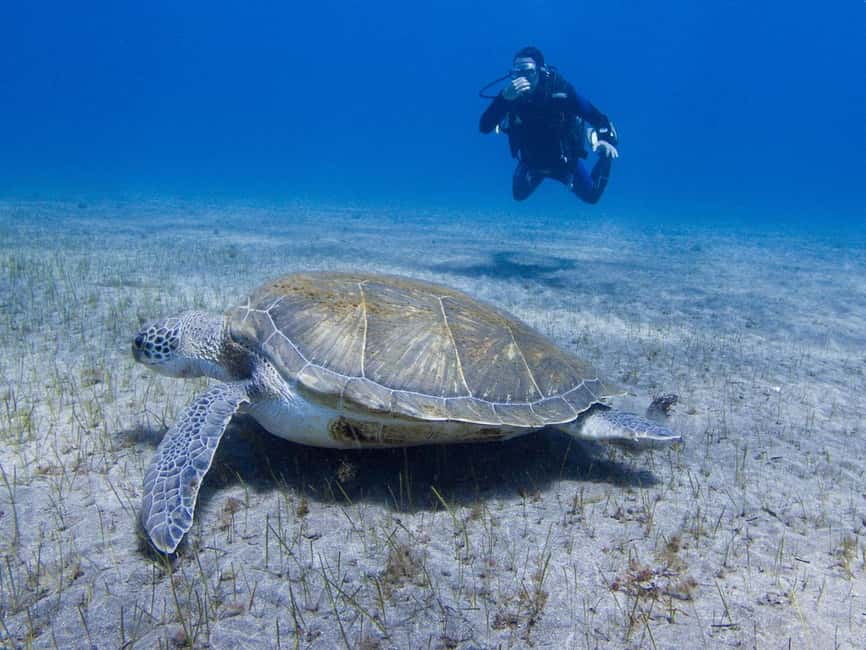Tenerife: Beginner Scuba Dive Experience - Where You Start: Aquarius at C. las Lagunetas, 2 in El Fraile