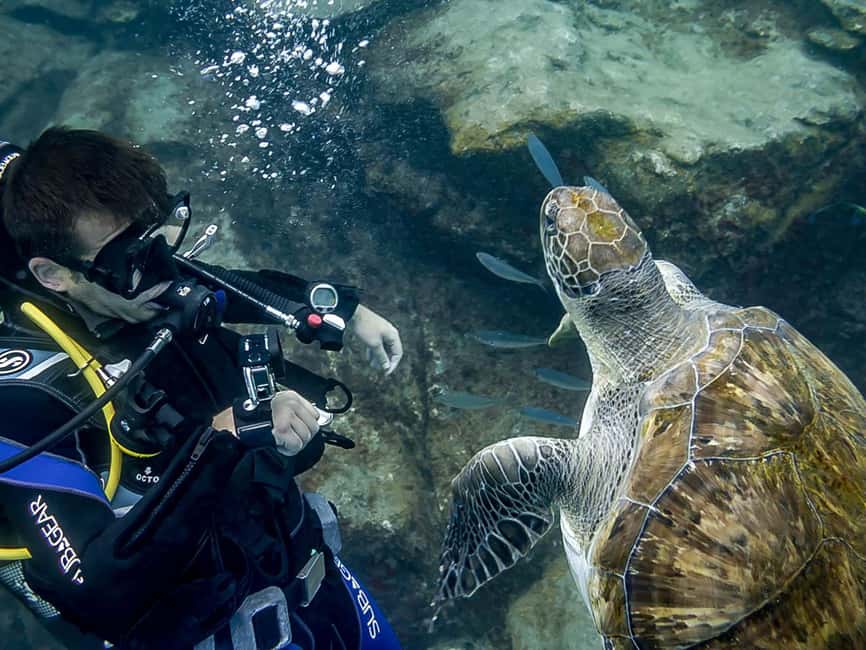 Tenerife: Beginner Scuba Dive Experience - Learning the Skills in Shallow, Clear Water