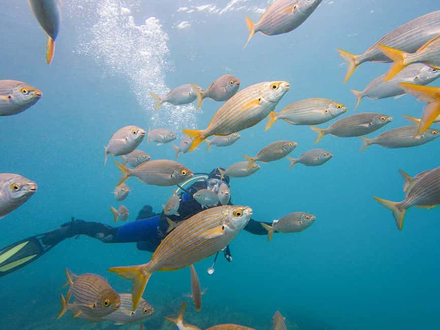 Tenerife: Beginner Scuba Dive Experience - What to Bring (and What Not to Do)