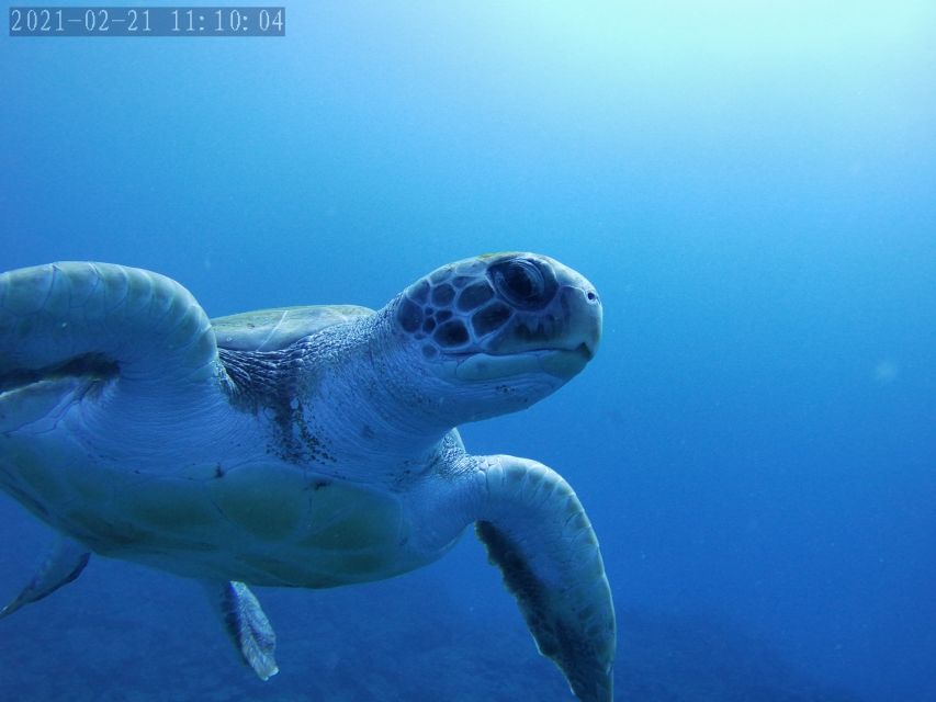 Tenerife: Beginner's Dive at a Spot with Turtle Sightings - Snorkeling option after the scuba session