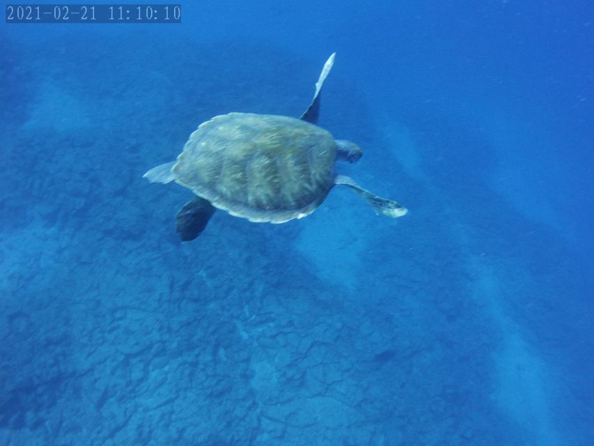 Tenerife: Beginner's Dive at a Spot with Turtle Sightings - Price and value: what $82 covers (and why it adds up)