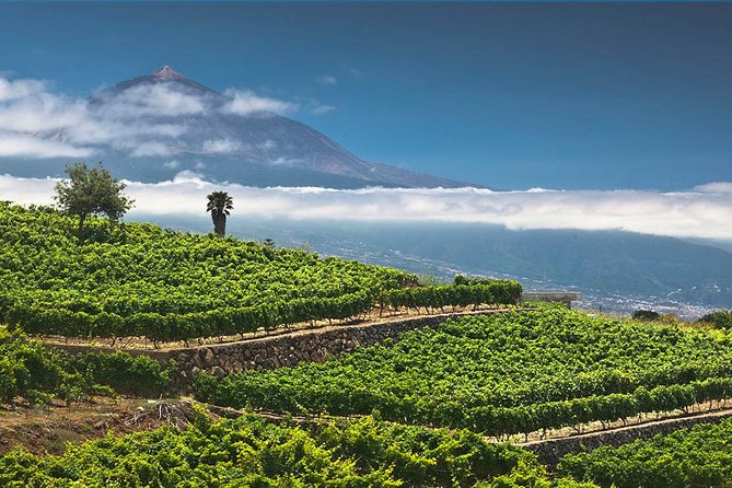 Tenerife Bodegas Monje Winery Tour with Wine and Cheese Tasting - Service and guide experience: English delivery, friendly moments, and pacing
