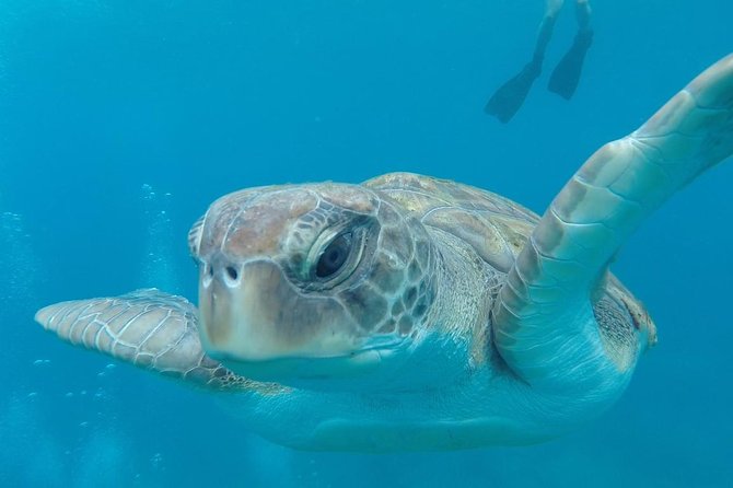 Tenerife by Kayak Adventure in small group - Route Overview: Montanas Guaza, Los Cristianos, Kayak Academy, and Palm-Mar