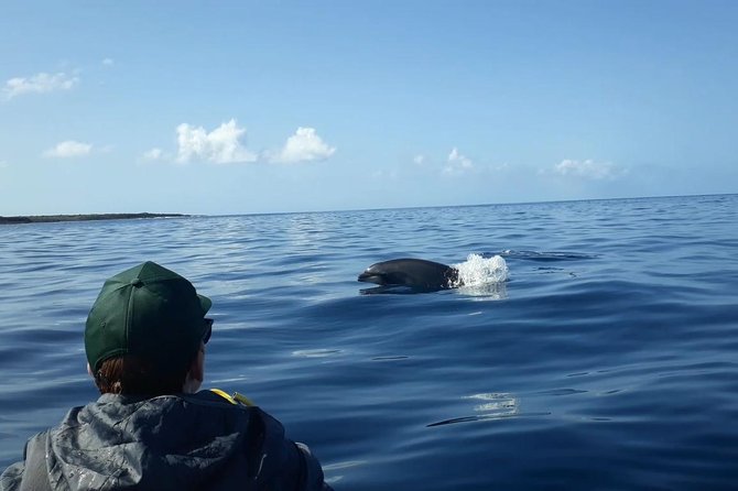 Tenerife by Kayak Adventure in small group - Price and Value: Is $96.79 a Good Deal for 2.5 Hours?