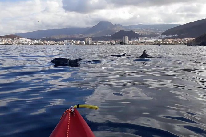 Tenerife by Kayak Adventure in small group - Playa de Los Cristianos: The Launch Point That Sets the Tone