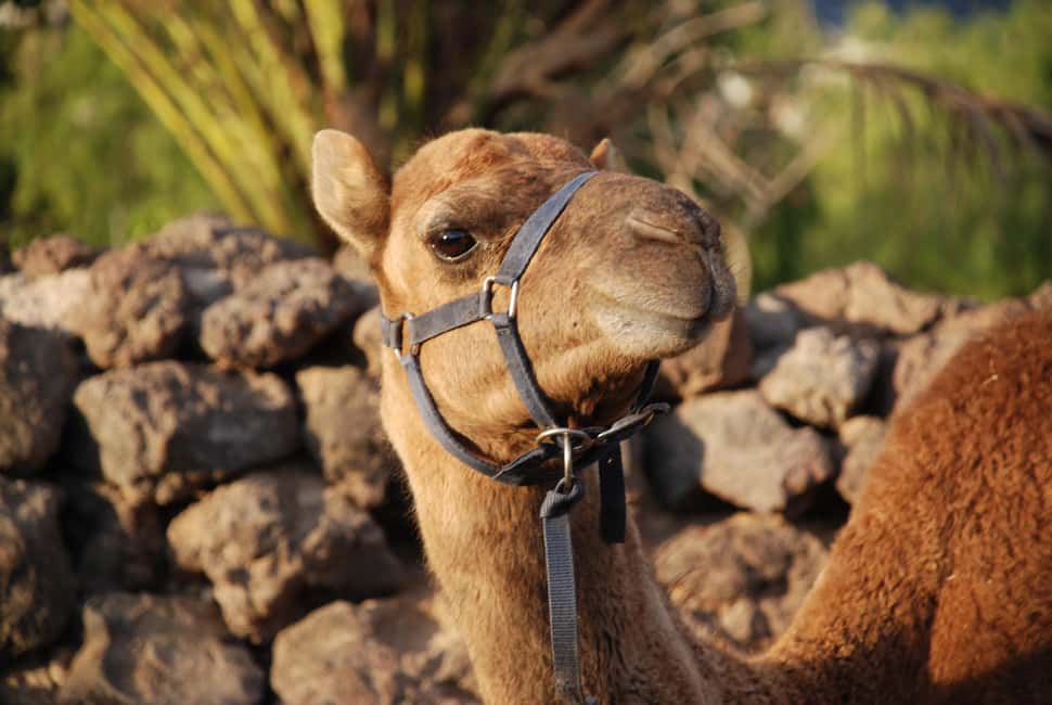 Tenerife: Camel Experience - What you actually get: camel ride, fruit feeding, sangria, and photos