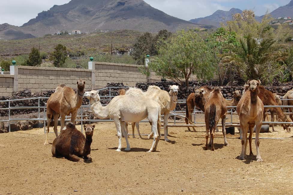 Tenerife: Camel Experience - The camel ride trek: guided, about 20 minutes, and built for steady comfort
