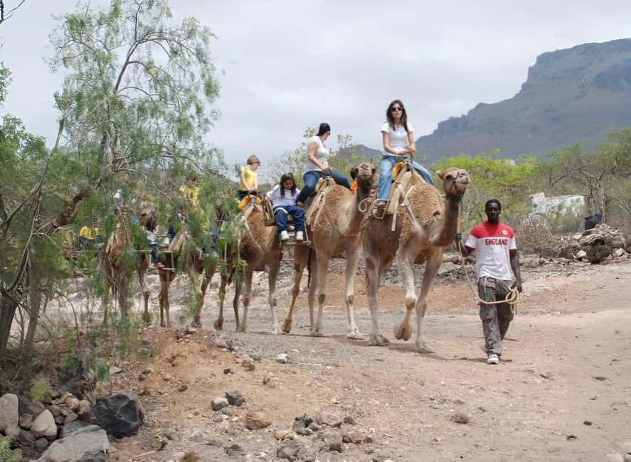 Tenerife: Camel Experience - Who this fits best (and who should skip it)