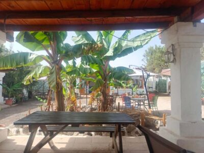 Tenerife: Camel Experience - The terrace pause: sangria and snacks without the rush