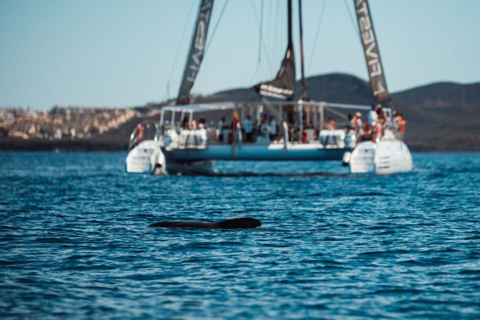 Tenerife: Catamaran Cruise with Brunch and Unlimited Drinks - Diego Hernández Beach: brunch, swimming, and snorkeling without gear