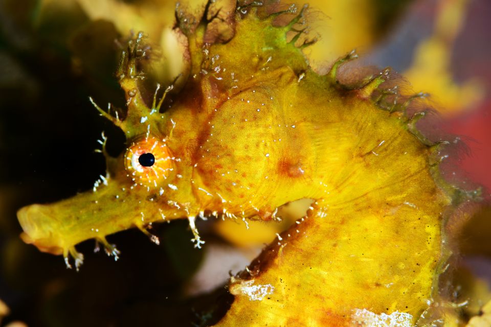 Tenerife: Discover Scuba Diving with Free Photos - Who this suits best (and who should skip it)