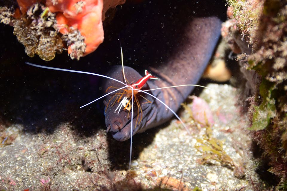 Tenerife: Discover Scuba Diving with Free Photos - The shallow-water practice: your pace is the curriculum