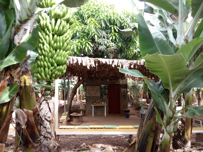 Tenerife: Finca Las Margaritas Banana Plantation Experience - Key Things to Know Before You Reserve