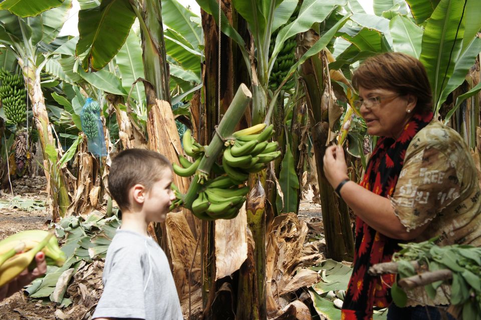 Tenerife: Finca Las Margaritas Banana Plantation Experience - Walking the Banana Crop: What You Actually Learn