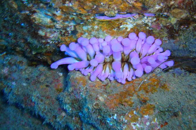 Tenerife First Time Scuba Dive – Turtle Habitat, Small Groups - Puerto Colón training day: what 2 hours 30 minutes feels like