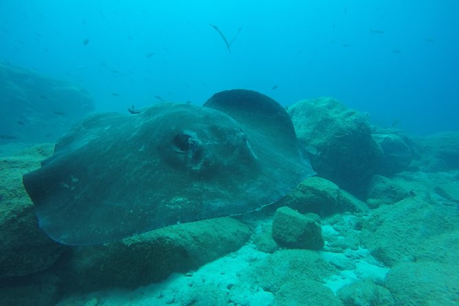 Tenerife First Time Scuba Dive – Turtle Habitat, Small Groups - Snorkeling safari in warm Canary lagoons after the scuba session
