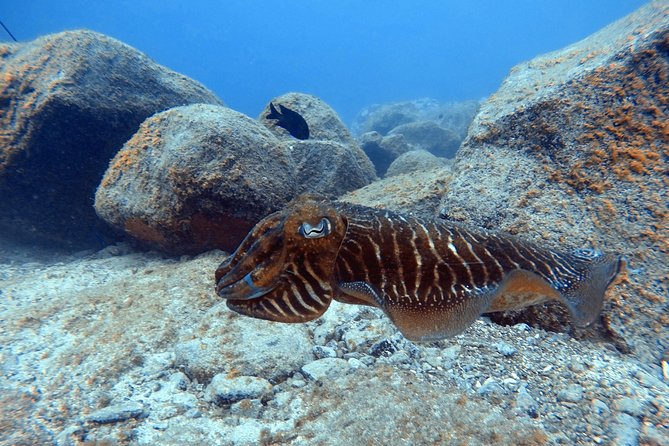 Tenerife First Time Scuba Dive – Turtle Habitat, Small Groups - Wildlife expectations: turtles not guaranteed, but sea life often shows up
