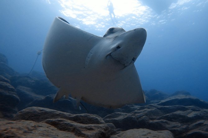 Tenerife First Time Scuba Dive – Turtle Habitat, Small Groups - Who the instructors are and why the small-group vibe matters