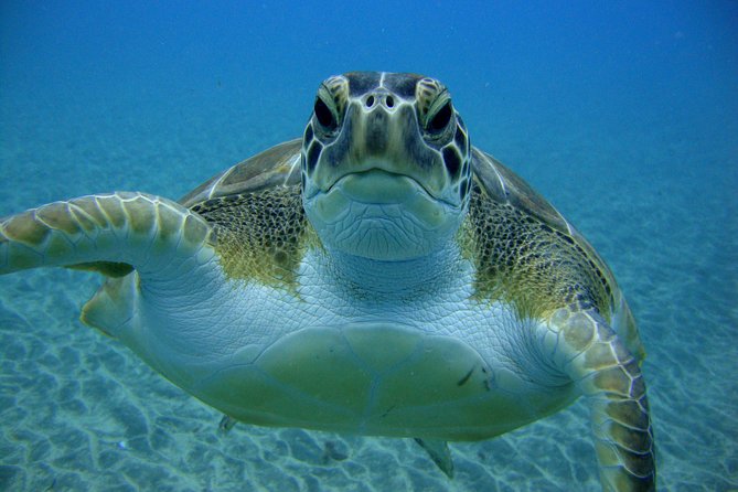 Tenerife First Time Scuba Dive – Turtle Habitat, Small Groups - Price and value: why $90.70 can be a smart first-time option