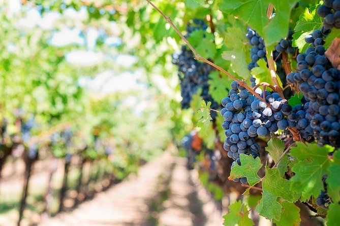 Tenerife Gastronomy Tour with Two Winery Visits and 4-Course Lunch - Bodegas Monje: lunch with sea views, then the cellar tour