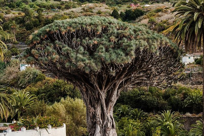 Tenerife Grand Tour: including Teide National Park and Masca - Icod de los Vinos and Drago Milenario: why one tree can anchor a whole stop
