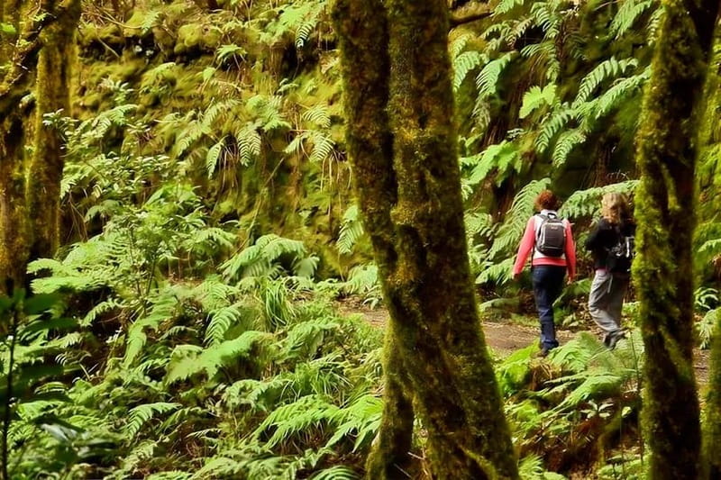 Tenerife: Guided hike in Anaga Rural Park - Where Anaga’s laurel forest earns its reputation