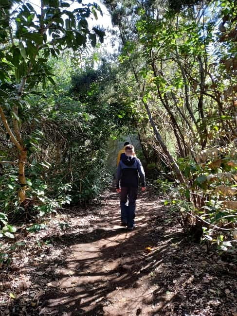Tenerife: Guided hike in Anaga Rural Park - Forest of Enigmas: your 3-hour easy hike in real life