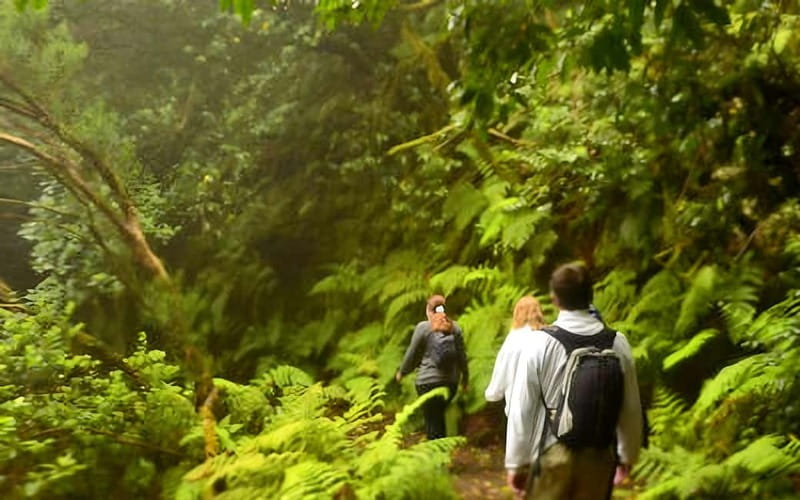 Tenerife: Guided hike in Anaga Rural Park - Who you’re really paying for: the guide’s impact