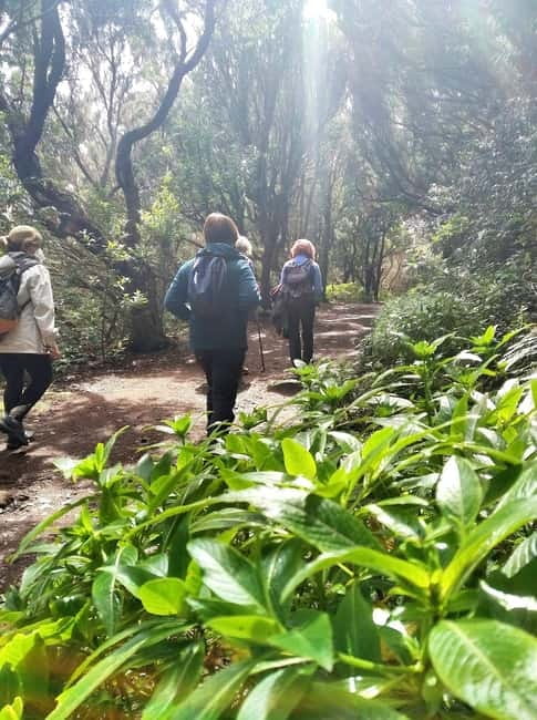 Tenerife: Guided hike in Anaga Rural Park - Choosing shoes for Tenerife’s humid, muddy trail