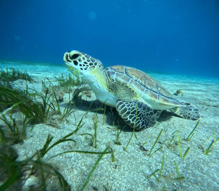 Tenerife: Half-Day Snorkeling Tour - Key things I’d watch for before you go
