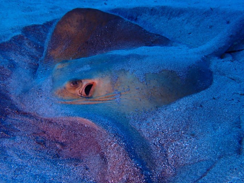 Tenerife: Half-Day Snorkeling Tour - Who this tour is best for