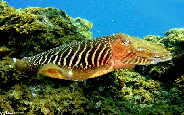 Tenerife: Half-Day Snorkeling Tour - Snorkeling by yourself after the guided time: your pace, your eyes
