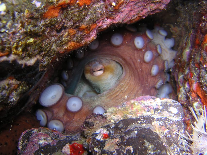 Tenerife: Half-Day Snorkeling Tour - What the price covers—and why it feels fair