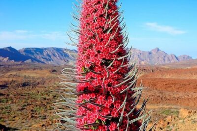 Tenerife Highlights Full-Day Tour - Vilaflor’s foothills: a quieter Tenerife pace