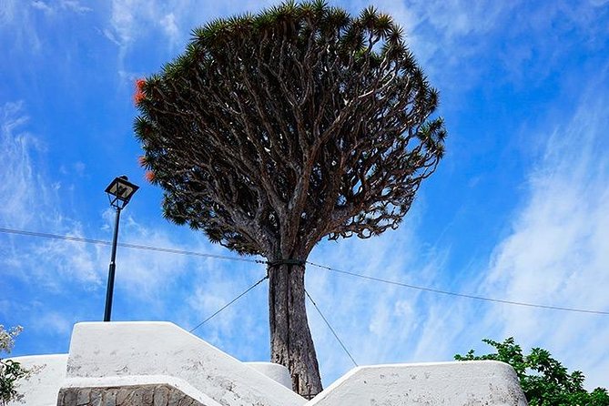 Tenerife Highlights Full-Day Tour - Coach ride reality: timing, comfort, and that mountain-drive adrenaline