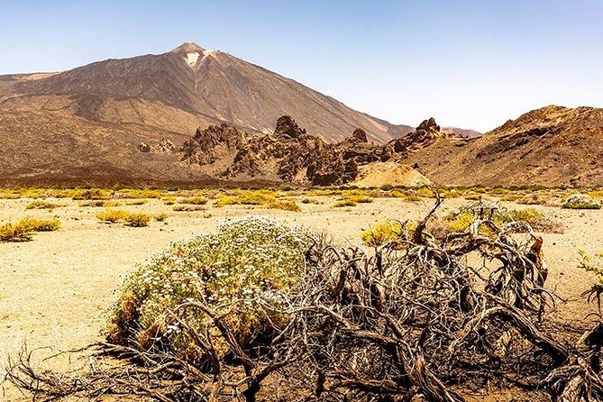 Tenerife Highlights Full-Day Tour - Your lunch strategy: how to get good food without losing the day